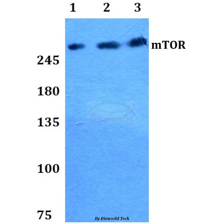 Anti-mTOR (P2476) Antibody from Bioworld Technology (BS1555) - Antibodies.com