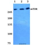Anti-mTOR (P2476) Antibody from Bioworld Technology (BS1555) - Antibodies.com