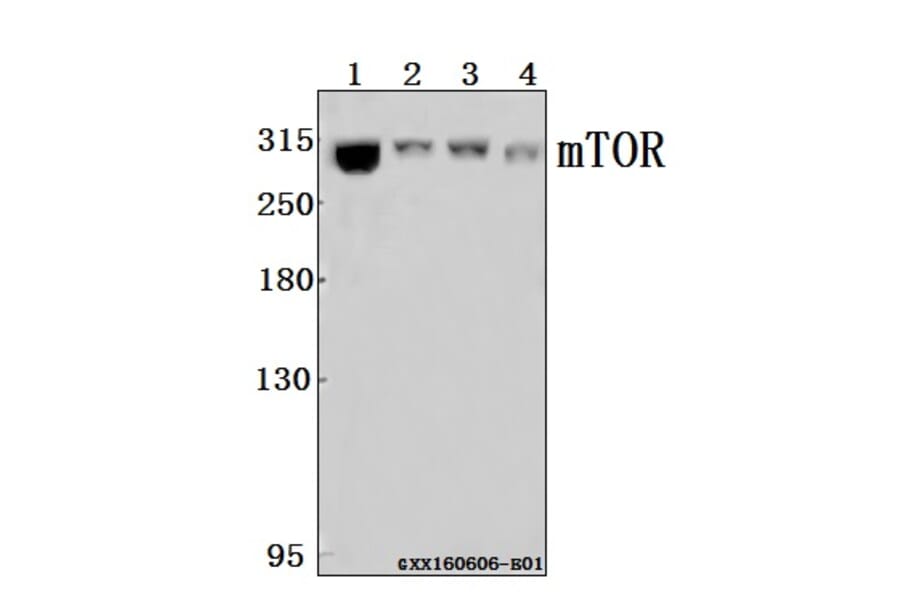 Anti-mTOR (P2476) Antibody from Bioworld Technology (BS1555) - Antibodies.com