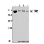 Anti-mTOR (P2476) Antibody from Bioworld Technology (BS1555) - Antibodies.com
