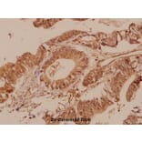 Anti-mTOR (P2476) Antibody from Bioworld Technology (BS1555) - Antibodies.com