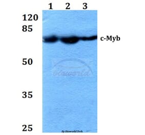 Anti-c-Myb (R6) Antibody from Bioworld Technology (BS1556) - Antibodies.com