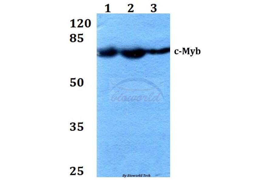 Anti-c-Myb (R6) Antibody from Bioworld Technology (BS1556) - Antibodies.com