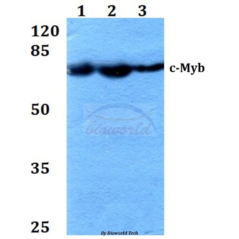Anti-c-Myb (R6) Antibody from Bioworld Technology (BS1556) - Antibodies.com