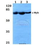 Anti-c-Myb (R6) Antibody from Bioworld Technology (BS1556) - Antibodies.com