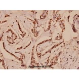 Anti-c-Myb (R6) Antibody from Bioworld Technology (BS1556) - Antibodies.com