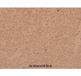 Anti-MYPT1 (R690) Antibody from Bioworld Technology (BS1557) - Antibodies.com