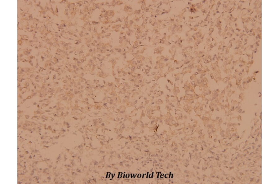 Anti-MYPT1 (R690) Antibody from Bioworld Technology (BS1557) - Antibodies.com