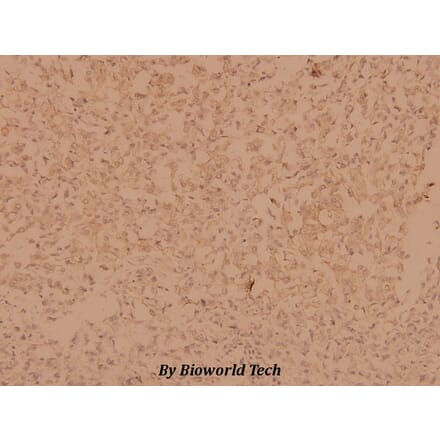 Anti-MYPT1 (R690) Antibody from Bioworld Technology (BS1557) - Antibodies.com