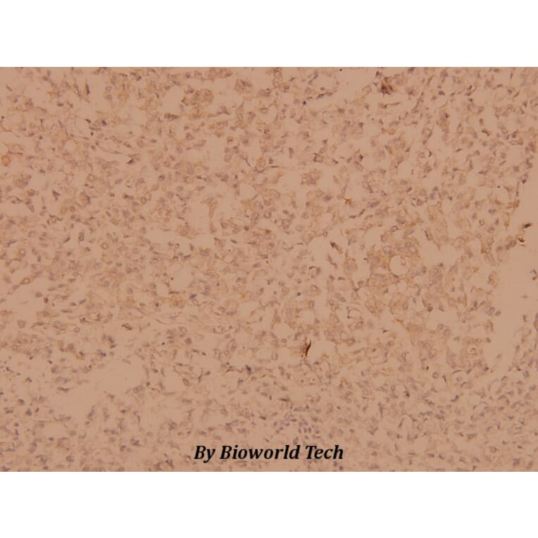 Anti-MYPT1 (R690) Antibody from Bioworld Technology (BS1557) - Antibodies.com