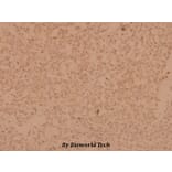 Anti-MYPT1 (R690) Antibody from Bioworld Technology (BS1557) - Antibodies.com