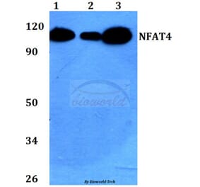 Anti-NFAT4 (E159) Antibody from Bioworld Technology (BS1559) - Antibodies.com