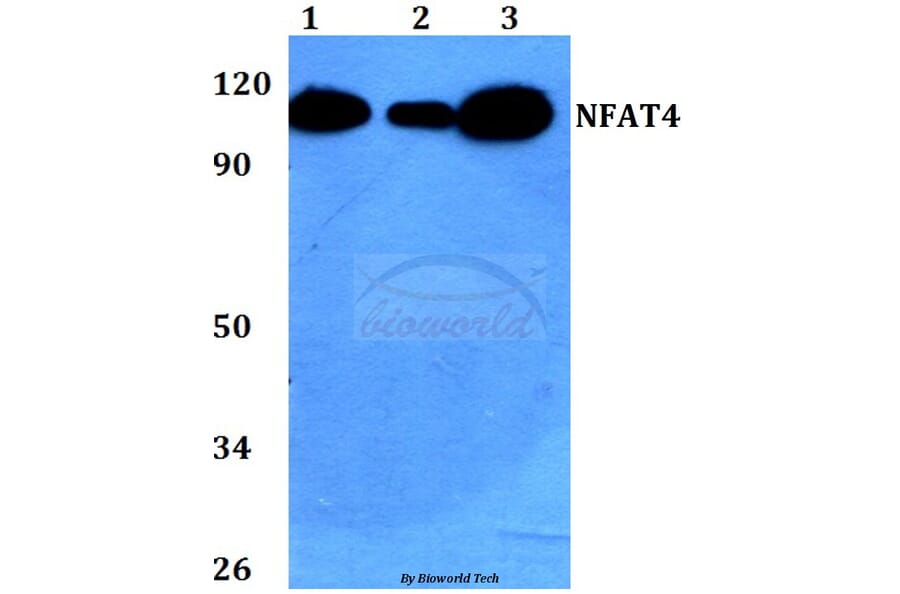 Anti-NFAT4 (E159) Antibody from Bioworld Technology (BS1559) - Antibodies.com