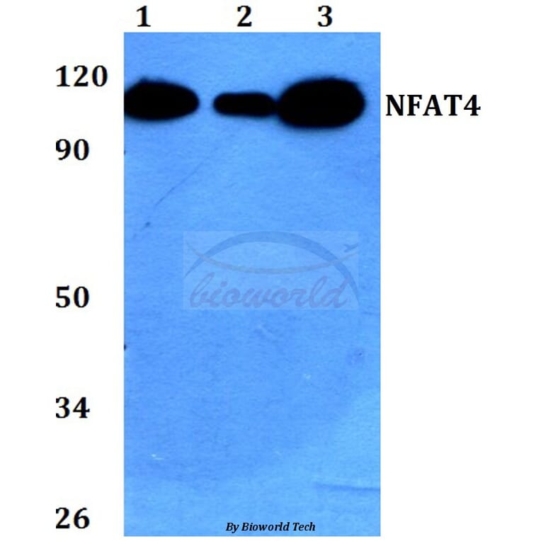 Anti-NFAT4 (E159) Antibody from Bioworld Technology (BS1559) - Antibodies.com