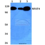 Anti-NFAT4 (E159) Antibody from Bioworld Technology (BS1559) - Antibodies.com
