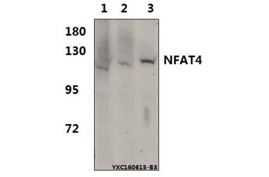 Anti-NFAT4 (E159) Antibody from Bioworld Technology (BS1559) - Antibodies.com