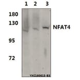 Anti-NFAT4 (E159) Antibody from Bioworld Technology (BS1559) - Antibodies.com