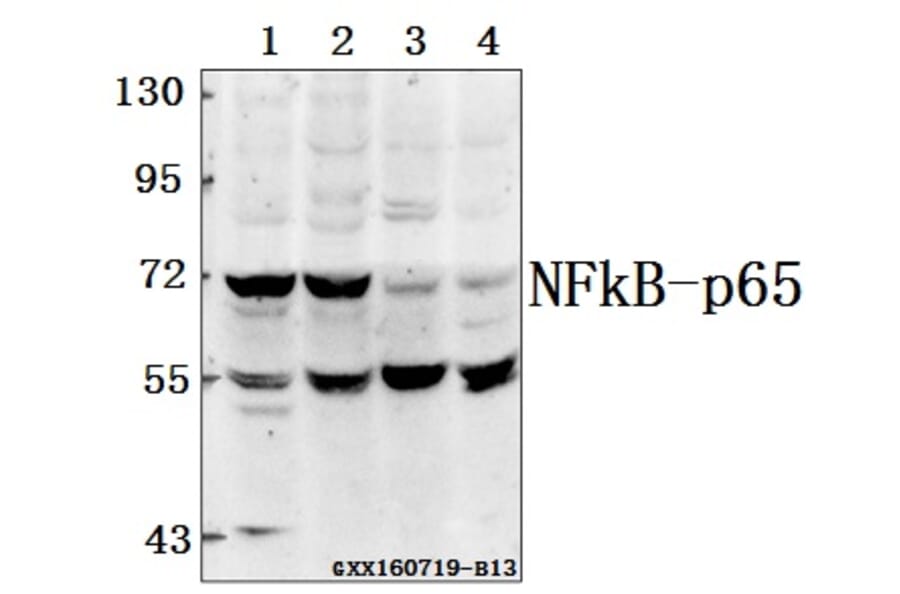 Anti-NFkB-p65 (A499) Antibody from Bioworld Technology (BS1560) - Antibodies.com