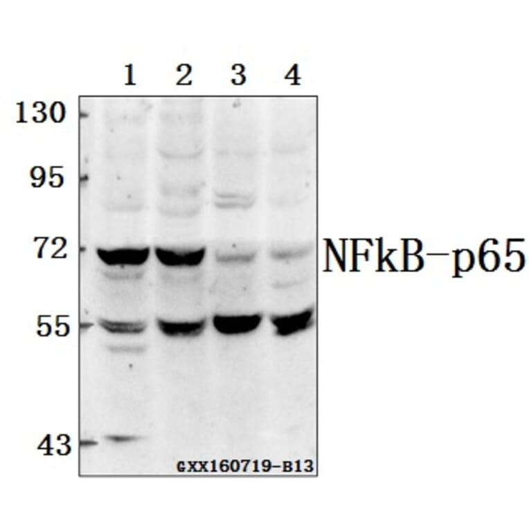 Anti-NFkB-p65 (A499) Antibody from Bioworld Technology (BS1560) - Antibodies.com