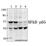 Anti-NFkB-p65 (A499) Antibody from Bioworld Technology (BS1560) - Antibodies.com