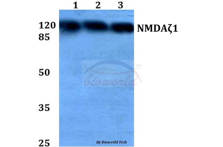 Anti-NMDAζ1 (S885) Antibody from Bioworld Technology (BS1561) - Antibodies.com