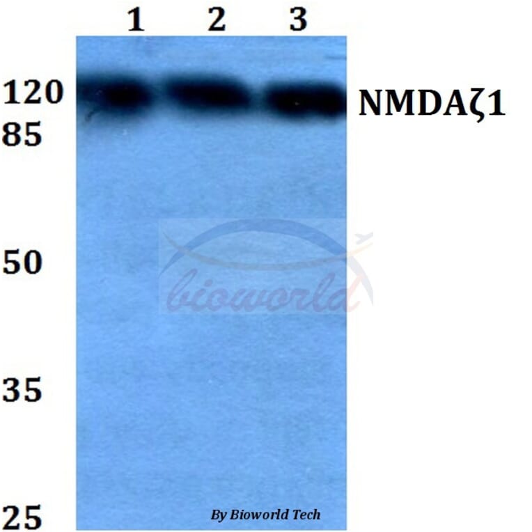 Anti-NMDAζ1 (S885) Antibody from Bioworld Technology (BS1561) - Antibodies.com