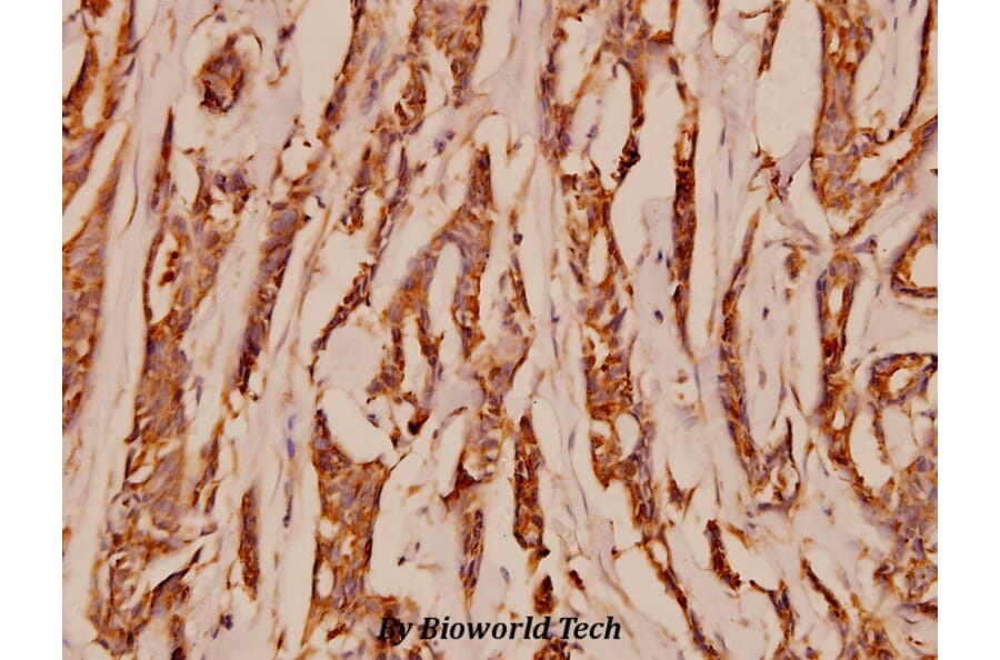 Anti-NMDAζ1 (S885) Antibody from Bioworld Technology (BS1561) - Antibodies.com