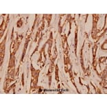 Anti-NMDAζ1 (S885) Antibody from Bioworld Technology (BS1561) - Antibodies.com