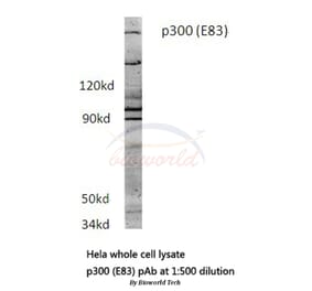 Anti-p300 (E83) Antibody from Bioworld Technology (BS1562) - Antibodies.com