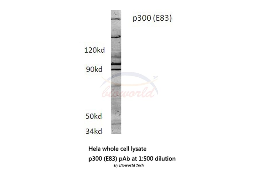 Anti-p300 (E83) Antibody from Bioworld Technology (BS1562) - Antibodies.com