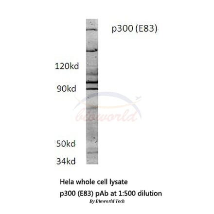 Anti-p300 (E83) Antibody from Bioworld Technology (BS1562) - Antibodies.com
