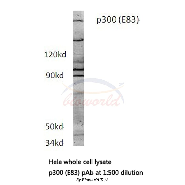 Anti-p300 (E83) Antibody from Bioworld Technology (BS1562) - Antibodies.com