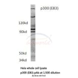 Anti-p300 (E83) Antibody from Bioworld Technology (BS1562) - Antibodies.com