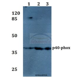 Anti-p40-phox (R149) Antibody from Bioworld Technology (BS1563) - Antibodies.com