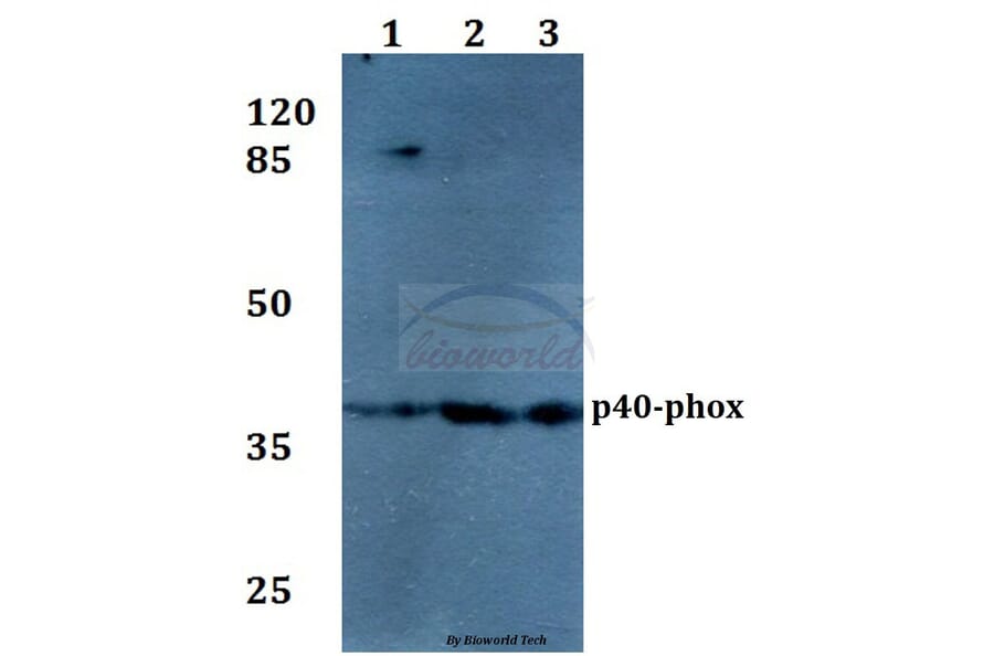 Anti-p40-phox (R149) Antibody from Bioworld Technology (BS1563) - Antibodies.com