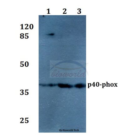 Anti-p40-phox (R149) Antibody from Bioworld Technology (BS1563) - Antibodies.com