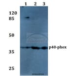 Anti-p40-phox (R149) Antibody from Bioworld Technology (BS1563) - Antibodies.com