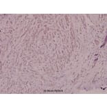 Anti-p40-phox (R149) Antibody from Bioworld Technology (BS1563) - Antibodies.com