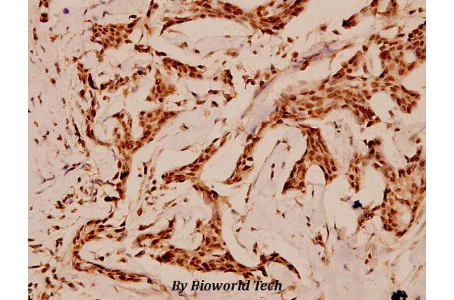 Anti-p53 (K386) Antibody from Bioworld Technology (BS1564) - Antibodies.com