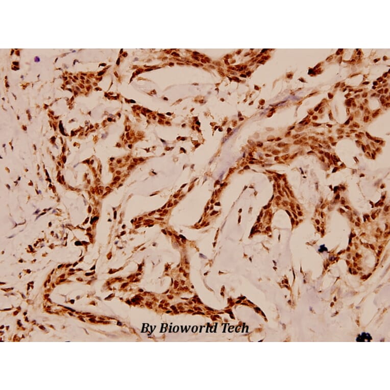 Anti-p53 (K386) Antibody from Bioworld Technology (BS1564) - Antibodies.com