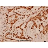 Anti-p53 (K386) Antibody from Bioworld Technology (BS1564) - Antibodies.com