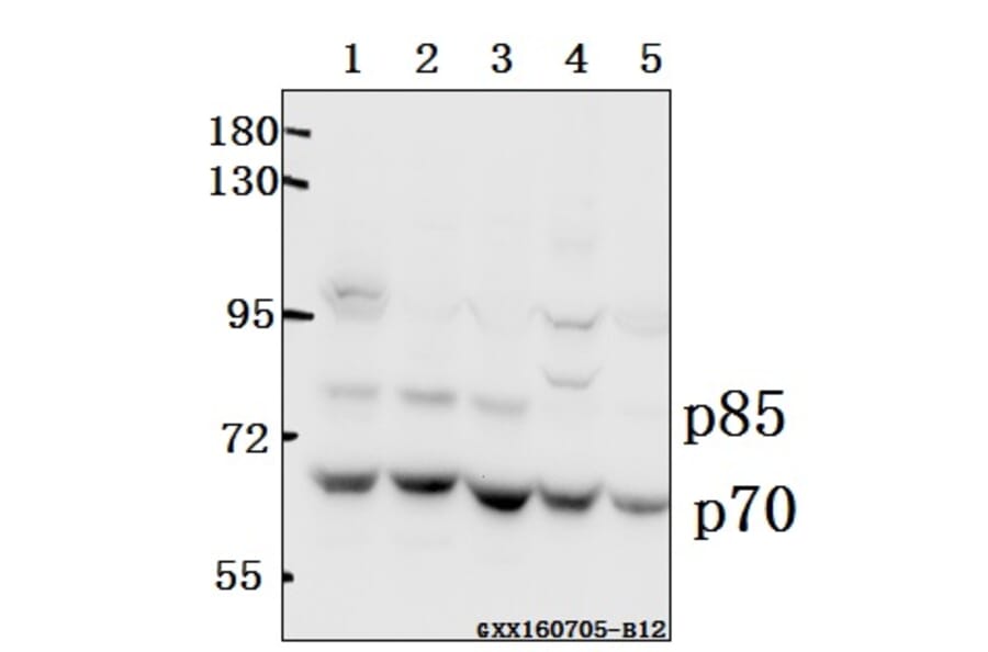 Anti-p70 S6K (P412) Antibody from Bioworld Technology (BS1567) - Antibodies.com