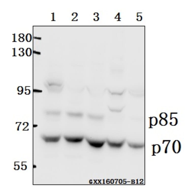Anti-p70 S6K (P412) Antibody from Bioworld Technology (BS1567) - Antibodies.com
