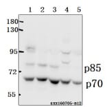 Anti-p70 S6K (P412) Antibody from Bioworld Technology (BS1567) - Antibodies.com