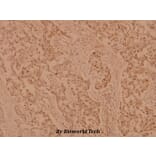 Anti-p70 S6K (P412) Antibody from Bioworld Technology (BS1567) - Antibodies.com