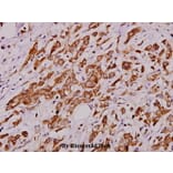 Anti-PAK1 (I206) Antibody from Bioworld Technology (BS1569) - Antibodies.com