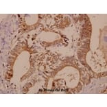 Anti-PAK1/2/3 (E417) Antibody from Bioworld Technology (BS1570) - Antibodies.com