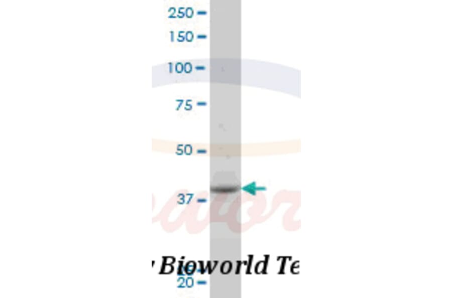 Anti-PBK (I4) Antibody from Bioworld Technology (BS1571) - Antibodies.com