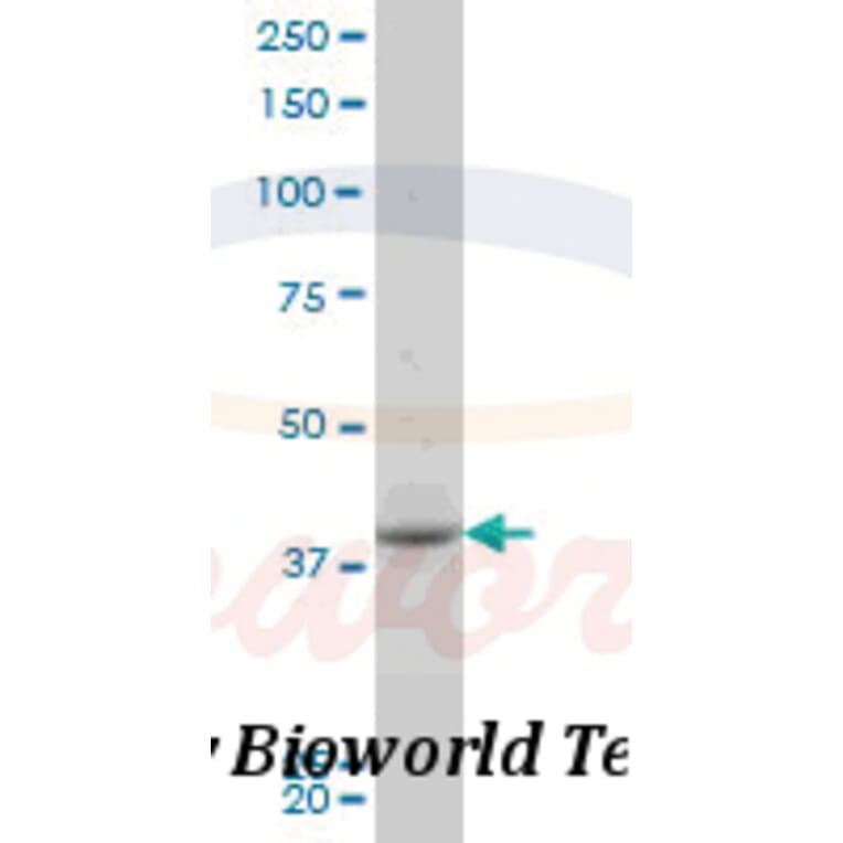 Anti-PBK (I4) Antibody from Bioworld Technology (BS1571) - Antibodies.com