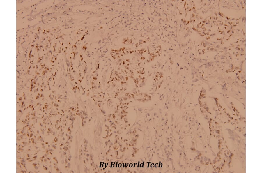 Anti-PBK (I4) Antibody from Bioworld Technology (BS1571) - Antibodies.com